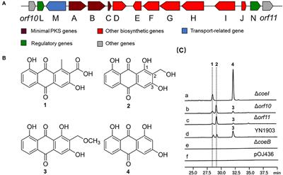 Biosynthesis of coelulatin for the methylation of anthraquinone featuring HemN-like radical S-adenosyl-L-methionine enzyme